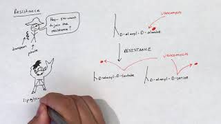 Glycopeptides and lipoglycopeptides [upl. by Einned]