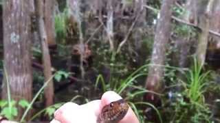 Catching SnakesFinding the differences between the Water Moccasin and Water Snake [upl. by Lamek571]