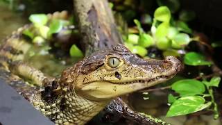 My caimans new enclosure [upl. by Alrep8]