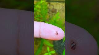 quotI Never Expected This to Happen in My Planted Tankquot shortsvideo snaillife snails assassinsnail [upl. by Marentic]