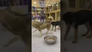 Furbo Surprising Footage Found [upl. by Daisy25]