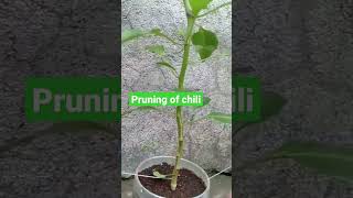 how to prune chili [upl. by Giulietta]