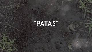 Patas Cortometraje  Teaser Trailer  Corto mexicano sobre la adopcion de perros [upl. by Wharton]