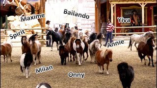 Binnenkomst van alle ponys in Lucky Town de hele kudde tijdens deze spectaculaire opening 2017 [upl. by Larret900]