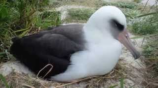 Laysan Albatross Chick Hatching by Bret Wolfe USFWS [upl. by Donny71]