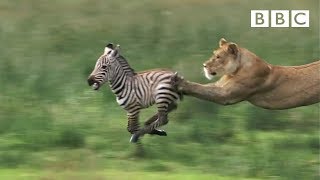 Lioness chases Zebra  Natures Great Events  BBC One [upl. by Nitram]