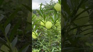 Hairy balls or Balloon plant  Gomphocarpus milkweed philippines [upl. by Sunda]