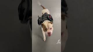 Having a cheeky nandos with cheeky chico🤣 dog funny animallover cute fyp fypシ゚viral fy [upl. by Nitsua]