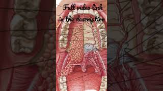 Palatoglossus muscle Anatomy mbbs education [upl. by Roee]