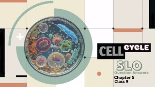 Important SLO Question Answers of Chapter 5 Cell Cycle Class 9 Biology [upl. by Isdnil]