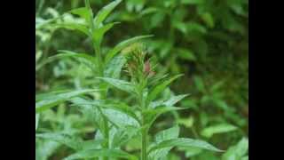 Plant portrait  Cardinal flower Lobelia cardinalis [upl. by Ahsekat8]