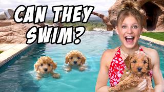 Teaching My PUPPIES To SWIM for the First Time [upl. by Aisined]