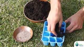 Come seminare in contenitore alveolato  How to sow in seed trays with individual cells [upl. by Nylatsirhc41]