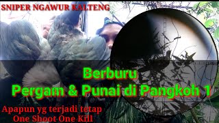 Berburu Pergan dan Punai di Pangkoh 1 [upl. by Amein]