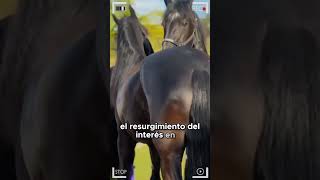 🔴 Caballo Frisón Friesian Horse 🔴 horse fresian [upl. by Adnahsat]