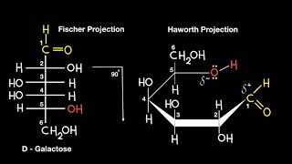 Fischer to Haworth Projection [upl. by Kilmarx728]