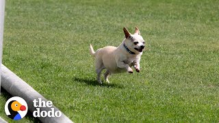 Senior Chihuahua Turns Into A Puppy Once He Finds The Perfect Family  The Dodo [upl. by Ammadas]