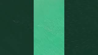 Watch this Bonnethead Sharks attack on its prey [upl. by Alyam]