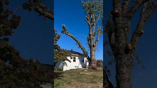 Man Saves His House from Falling Tree shortsvideo [upl. by Atreb]