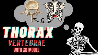 Vertebrae  Thorax Types Side determinationFeatures Borders amp Attachments  3D Modelling [upl. by Seira314]