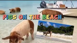 Pigs on the Beach swimming [upl. by Ahrens498]