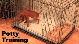 Potty Training Puppy Apartment  Official Full Video  How To Potty Train A Puppy Fast amp Easy [upl. by Eldoria926]