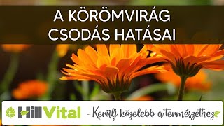 A körömvirág élettani hatásai  HillVital [upl. by Anej]