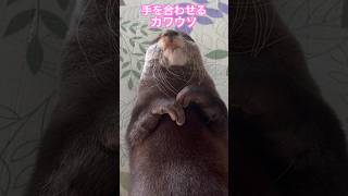 手を合わせるカワウソOtter clasping hands togethershorts [upl. by Henrieta]