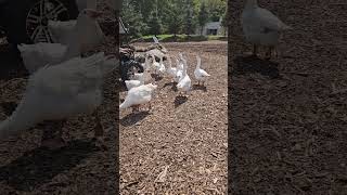 Belfountain farm Canada youtubeshorts farm beautifulfarm ducks geese wildducks [upl. by Ahsekan456]