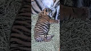 Nace un cachorro de tigre de Sumatra especie en grave peligro de extinción [upl. by Introk]