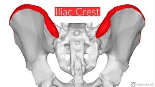 Iliac crest [upl. by Ecirtnahc]