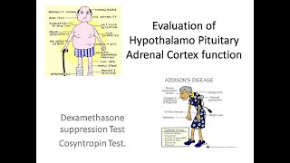 Adrenal Cortex function Test [upl. by Yonatan934]