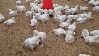 14 days chicks body weight 0620gm [upl. by Eznyl]