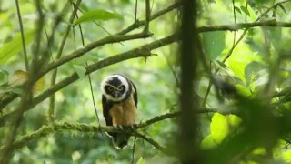 Bébé Chouette à lunette Spectacled Owl  Pulsatrix perspicillata [upl. by Urbanus]