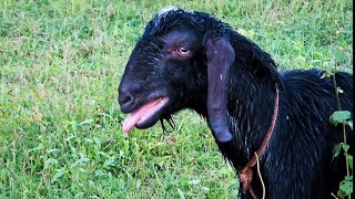 The screaming sheep  goat screaming sound  male goat sounds goat goatsound animalsounds [upl. by Notserk]