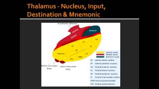 Thalamus  Nucleus Input Destination amp Mnemonic [upl. by Aedrahs514]