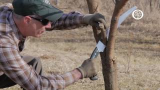 Ask an Arborist The ABCs of Pruning [upl. by Sheley]