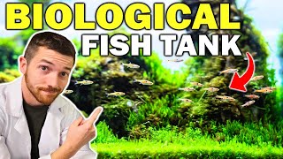 How I Biologically Enhance My Fish Tanks [upl. by Eniowtna]