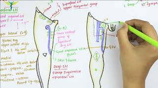 Lymphatic Drainage of Lower Limb  Anatomy [upl. by Nikita531]