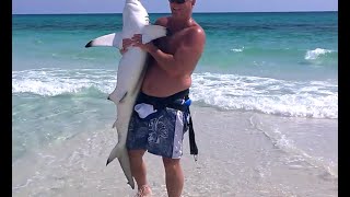 Henderson Beach State Park in Destin FL  Bull or Blacktip Shark caught on fishing reel [upl. by Deer610]