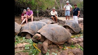 Giant Tortoise  Best Documentary Of All Time [upl. by Anatlus295]