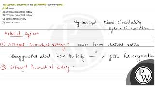 In Scoliodon sinusoids in the gilllamella receive venous blood from A Afferent branchial art [upl. by Kistner]
