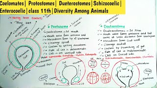 Coelomates Protostomes DueterostomesSchizocoelic Enterocoelicclass 11thDiversity Among Animals [upl. by Odragde]