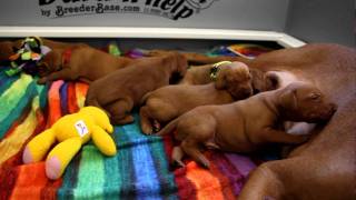 Vizsla Puppies 2 weeks oldMOV [upl. by Anuahsed]