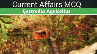 Gastrodia Agnicellus seen in news  Current affairs Ias Mcq [upl. by Dot]