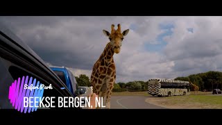 Safari Park  Beekse Bergen NL [upl. by Onaicul262]