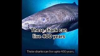 the Oldest Shark on Earth 400 Year Shark [upl. by Ellenyl]