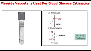 Why Fluoride Vaccute Is Used For Blood Glucose Estimation  Biochemistry Short Videos [upl. by Janella]