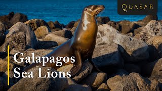 Galapagos Sea Lions Sea Lion Video In The Sea Lion Habitat [upl. by Eigroeg]