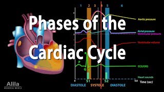 The Cardiac Cycle Animation [upl. by Akenat]